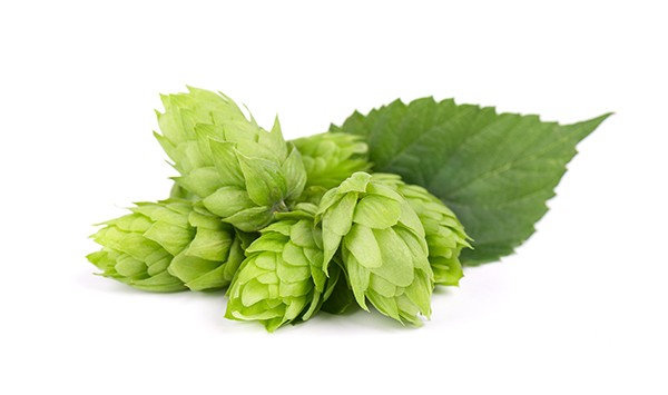 Fresh green hop branch, isolated on a white background. Hop cones for making beer and bread. Close up