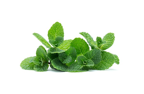 fresh green mint leaves isolated on white background.