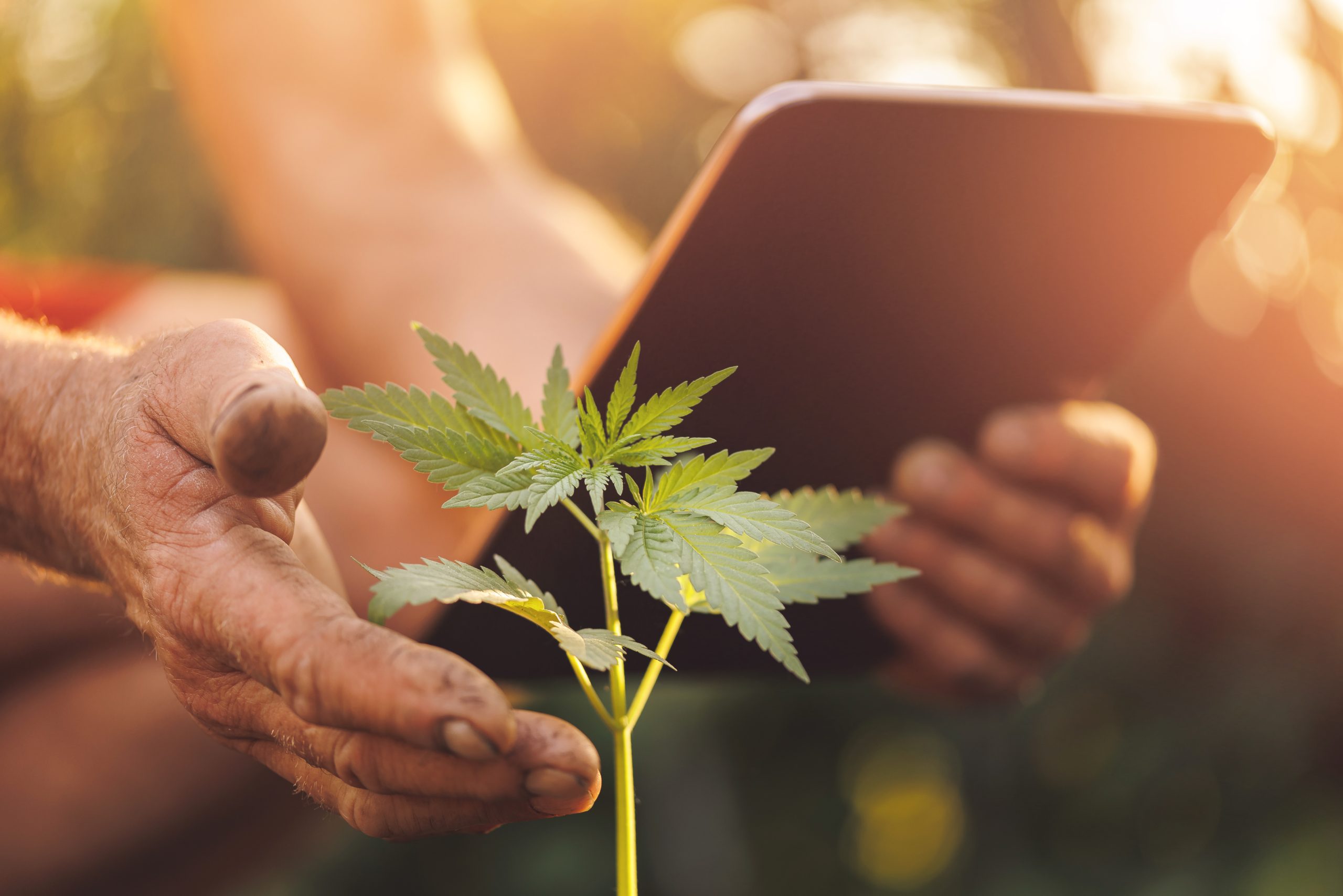 Smart agricultural farm with cannabis. Farmer using tablet computer modern technology for controlling marijuana hemp plantation in greenhouse