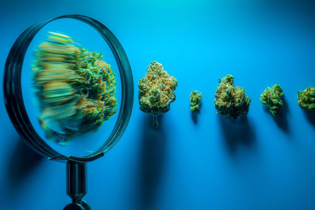cannabis buds on a blue tabletop with one under a magnifying glass