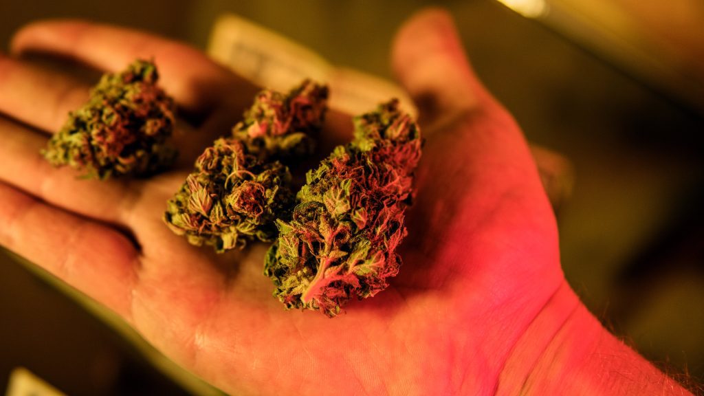 Understanding Cannabis Strains